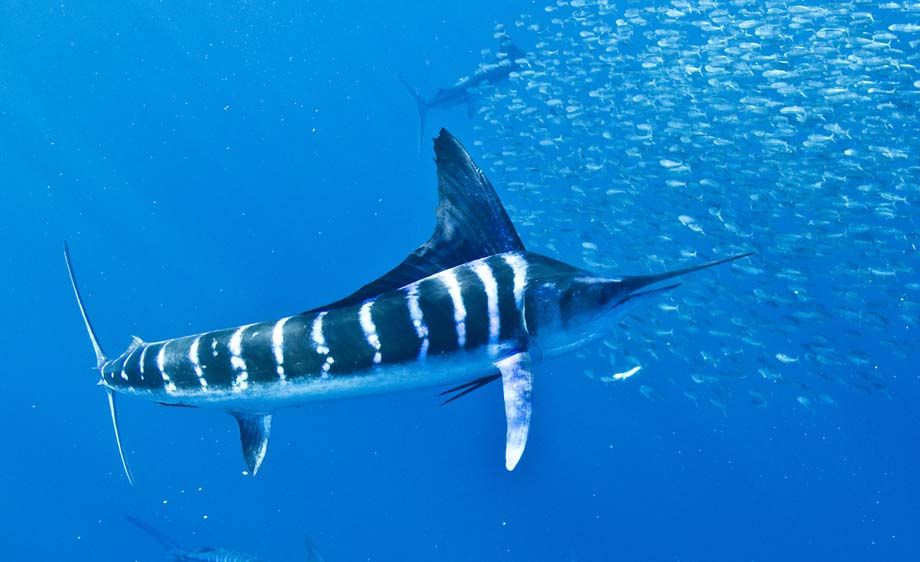 marlin striped blue fish fishing line certified release club lateral identify snapshot agree rely feature second should single too much